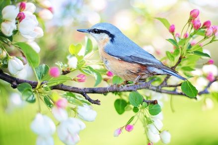 Photo déco oiseau