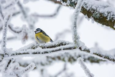 Photo déco oiseau