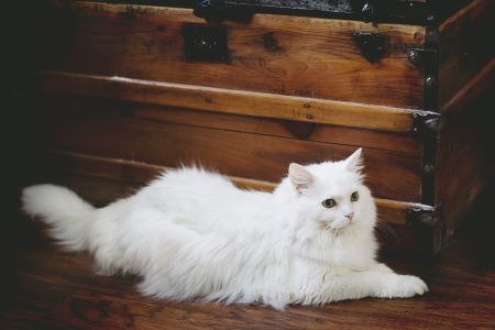 Photo déco chat