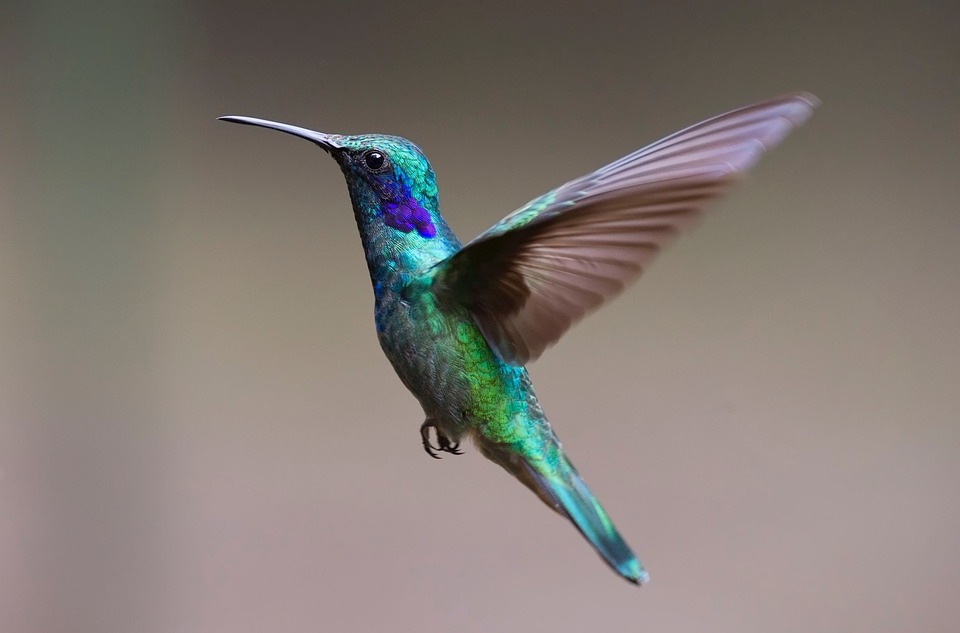 Photo déco colibri